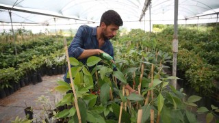 Portakal ağaçları arasında avokado üretimine başladı, şimdi ihracat aşamasında