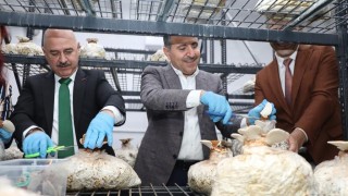 Reishi mantarının ilk hasadı yapıldı