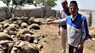 Sabah uyanan besici hayatının şokunu yaşadı: Kurtlar 170 küçükbaş hayvanı telef etti