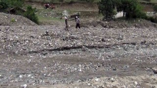 Sağanak yağış çeltik arazilerine zarar verdi