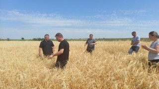 Sağanak yağış ve dolu tarım arazilerine zarar verdi