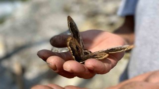 Saha çalışmasında bulduğu kelebek ilgi odağı oldu