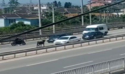 Sahibinin elinden kaçan dana D-100ü birbirine kattı