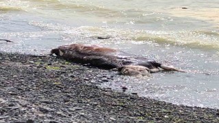 Sahile vuran ölü inek şaşkına çevirdi
