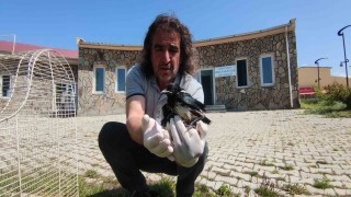 Saksağan yavruları emin ellerde