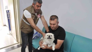 Salihlide bin kedi ve köpeğe mikroçip takıldı