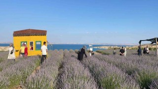 Samsatın lavanta bahçesi ilgi odağı oldu