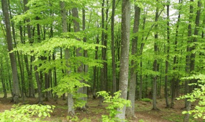 Samsunda 4 ay ormanlık alanlara girişler yasaklandı