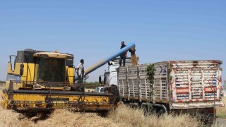 Şanlıurfada buğday hasadı başladı