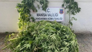 Sarıgölde 174 kök kenevir ele geçirildi