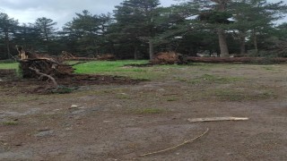 Sarıkamışta rüzgar ağaçları yerinden söktü