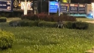 Şehir merkezinde tilkileri gören şaşkına döndü