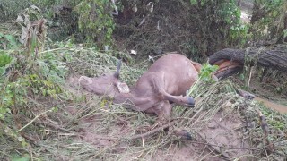 Sel geldi hayvanlar telef oldu, ekili araziler sular altında kaldı