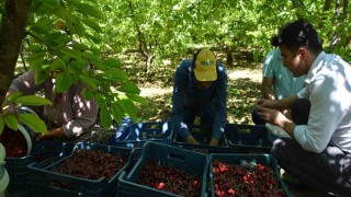 Selendide kiraz hasadı başladı