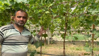 Serada erkenci üzüm yetiştirdi ilk ürünler ikram olacak