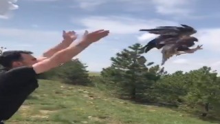 Sıcak çarptı, tedavisinin ardından doğaya salındı