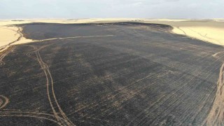 Sigara izmariti 700 dönümlük tarlayı küle çevirdi