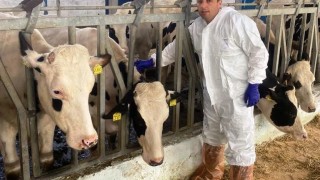 Simavda ithal edilen hayvanların karantina, aşılama ve kan alma işlemleri