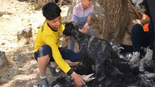 Şırnakta sıcak havalardan etkilenen oğlaklar kırkılıyor