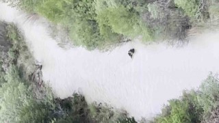 Sivasta ayının yavrusunu ağzına alıp nehirden geçirdiği anlar kamerada