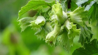 Soydan: “Fındıkta rekolte tahminleri açıklamak için erken”