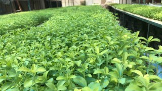Stevia bitkisi, başta Amerika Birleşik Devletleri başta olmak üzere ihraç edilmeye başlandı