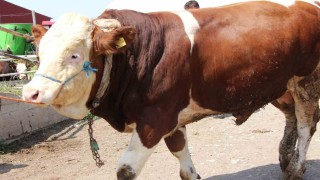 Sungurluda 1.2 tonluk yiğit, 135 bin liraya satıldı