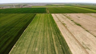 Tahıl ambarı Konya Ovasında kademeli havuç ekimi sürüyor