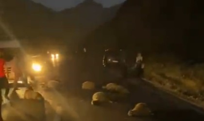 Taksiler koyun sürüsüne daldı: 30 hayvan telef oldu