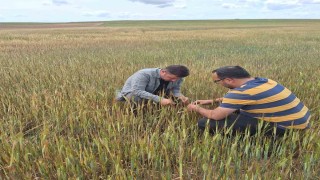 Tarım alanlarında hasar tespit çalışmaları devam ediyor