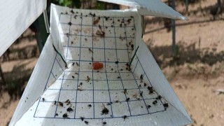 Tarım alanlarını korumak için tuzaklar kuruldu