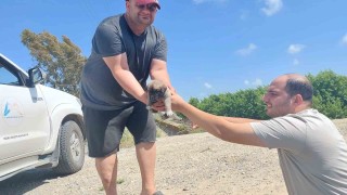 Tarsusta köprü altındaki yavru 8 köpek kurtarıldı