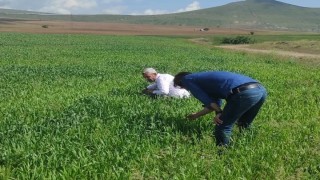 Tatvandaki tahıl üretim alanlarında hastalık kontrolleri yapıldı