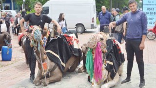 Tavşanlıda develere ilgi