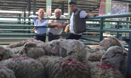 Tavşanlıda hayvan pazarında ilk gün