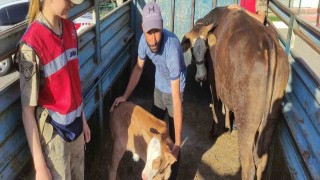 Tek ineğiydi çalındı, jandarma buldu