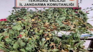Tekirdağda 384 kök haşhaş bitkisi ele geçirildi