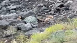 Tilki yavrularının oyun anları kamerada