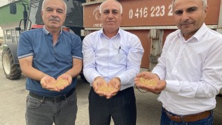 TMO, hububat alımlarına başladı