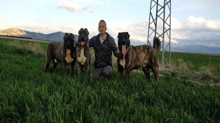 Tomarza Çaparları Tescillenme Çalışmaları Başladı