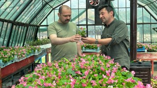 Tosya Belediyesi, ilçede 10 bin kök süs bitkisi dikecek