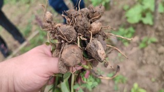 Trabzonda ilk kez dikimi yapılan salepin hasatı yapıldı