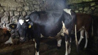 Trabzonun 85 mahallesine şap hastalığı nedeniyle hayvan giriş ve çıkışı yasaklandı