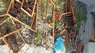 Trabzonun o ilçesinde ayı kabusu sürüyor