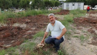 Turgutluda çam ağaçlarının kesilmesine tepki