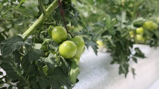 Türkiyede ilk olan sistemin mahsulleri büyüdü, hasat şenlikle başlayacak