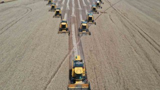 Türkiyenin tahıl ambarında bu yıl 200 bin ton buğday hasadı bekleniyor