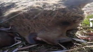 Uyuyor sandığı ayının ölü olduğunu anladı, o anları cep telefonuyla kaydetti