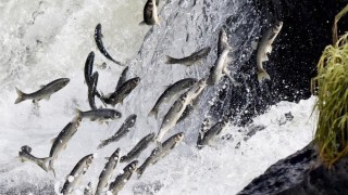 Van Gölündeki av yasağında 55 ton inci kefali ele geçirildi