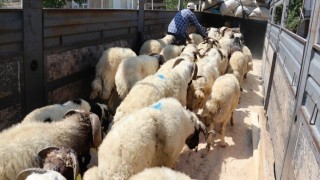 Vanda 58 bin kurbanlık hayvan sevk edilmeye hazır